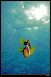 Red Sea Clownfish :-D by Daniel Strub 
